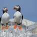 puffin_atlantic_msi_h_2533_can1904.jpg
